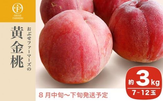 黄金桃 約3kg 7～12玉 ［おぶせファーマーズ］桃 もも モモ フルーツ 果物 クール便 冷蔵便 長野県産 信州産  令和8年産【2026年8月中旬～下旬発送】