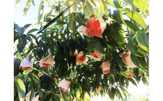 紀州和歌山産の桃　約4kg　化粧箱入 ※2026年6月下旬頃〜2026年8月上旬頃順次発送（お届け日指定不可）【uot723A】