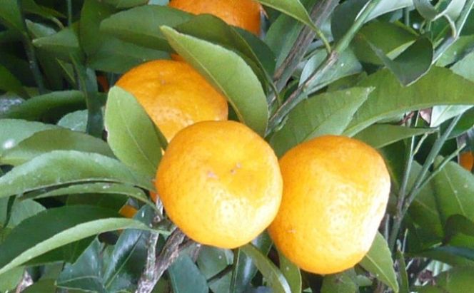 柑橘苗 小みかん 苗木（実なし） 植物 庭 園芸 ガーデニング 小ぶり 酸味 少ない 爽やか 香り 直径5cm 紀州みかん 