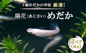 下総めだかの学校厳選！紫陽花（あじさい）めだか 2ペア4匹 生き物 鑑賞
