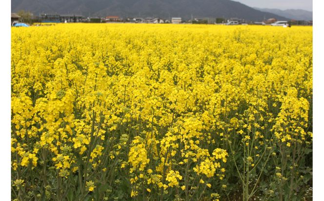 出雲の菜種油920ｇ×6本 セット 322032_BL016