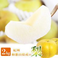 ジューシー果汁の紀州有田産の梨約２kg 　化粧箱入【先行予約】【2026年8月中旬以降発送予定】 AN029