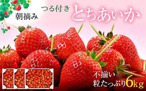 【訳あり】とちあいか 不揃い粒 2kg×3箱 計6kg（家庭用、ジャム・冷凍など加工用にもおすすめ） 果物 いちご 朝取り 新鮮 美味しい ハート 甘い ※2026年5月中旬～5月下旬頃に順次発送予定