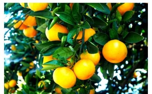 【先行予約・年明け配送】令和8年1月から出荷開始/荒木一番みかん約5kg _1271R-2