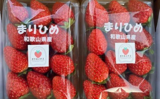 和歌山県産ブランド いちご「まりひめ」大粒系約300g×2パック入り ※2026年12月中旬～2027年2月下旬頃順次発送予定（お届け日指定不可） ※北海道・沖縄・離島配送不可 【tec963A】
