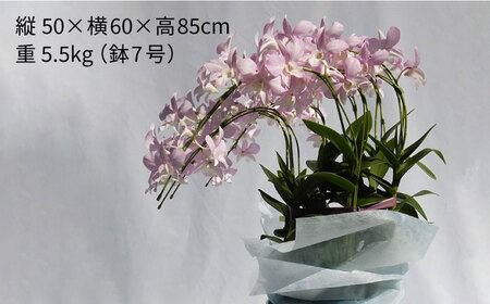 【 10セット 限定 】 デンファレ （ 洋蘭 ） 7本 立ち  《糸島》【和饗エコファーム株式会社】 蘭 洋蘭 デンファレ 花 インテリア お祝い 贈り物 [AVI002]