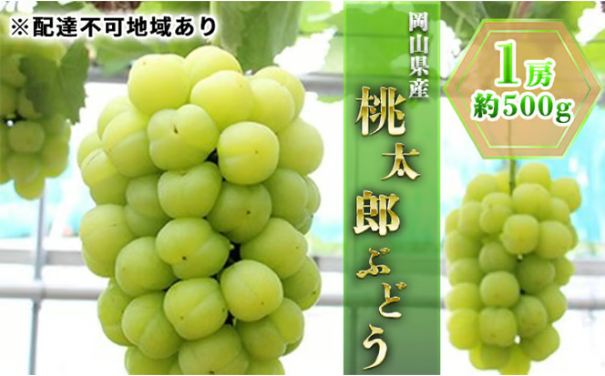 ぶどう 2026年 先行予約 桃太郎 ぶどう 1房 約500g ブドウ 葡萄 岡山県産 国産 フルーツ 果物 ギフト