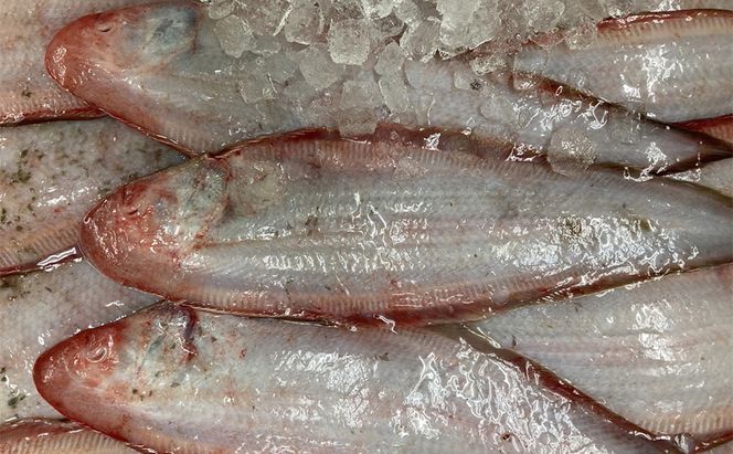 瀬戸内の魚でつくる 干物 6枚入りBOX 