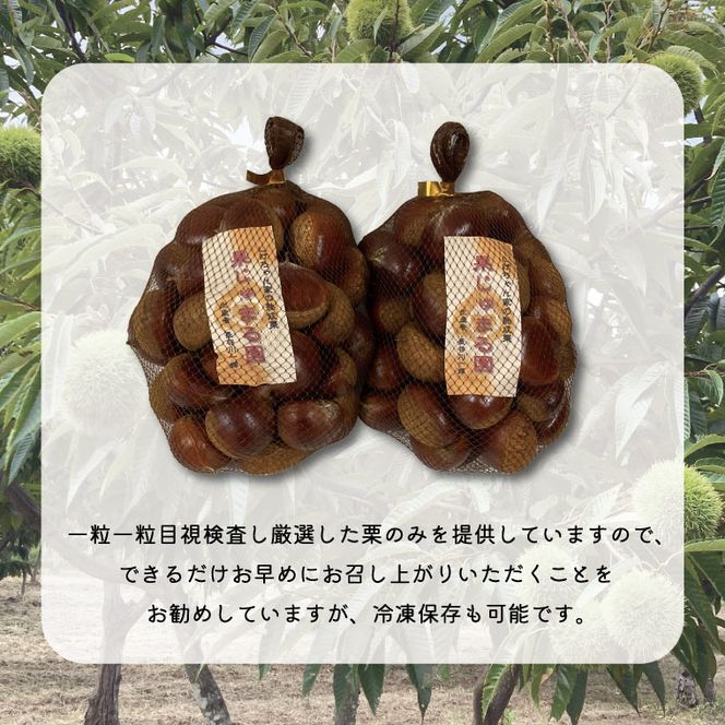 【先行予約】【2026年9月中旬より順次発送】石岡鶴沼の生栗 3kg（茨城県共通返礼品・石岡市産）｜茨城県 行方市 栗 生栗 秋 旬 無農薬(ER-3-1)