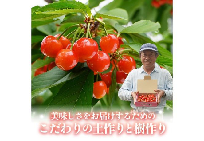 【2026年発送】【数量限定】【期間限定】山梨県産 紅秀峰 さくらんぼ （選べる容量 500g / 1kg ） バラ詰め サクランボ 大粒 山梨県産 フルーツ 果物 産地直送 山梨 富士吉田
