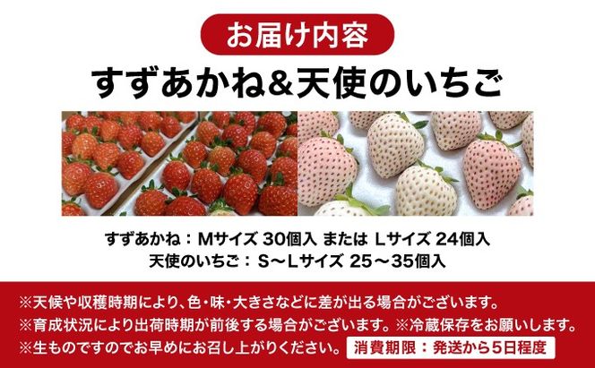 2025年 発送 先行 予約 北海道 伊達市 すずあかね と 天使 の いちご セット 25～35個入り 苺 イチゴ スイーツ デザート 果物 甘い 赤 白 鮮やか 新鮮 ケーキ お菓子作り 希少