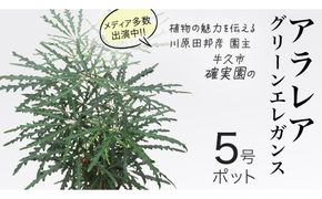 アラレア グリーンエレガンス 5号ポット 1点 家庭 で 園芸 鉢植え 苗 庭木 果樹 ガーデニング 植物 確実園 観葉植物 インテリア 植木鉢 [BG019us]