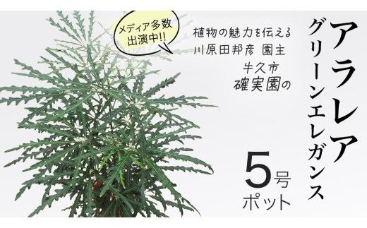 アラレア グリーンエレガンス 5号ポット 1点 家庭 で 園芸 鉢植え 苗 庭木 果樹 ガーデニング 植物 確実園 観葉植物 インテリア 植木鉢 [BG019us]