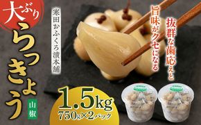 【8月発送予約】らっきょう 1.5kg（山椒）　《築上町》【寒田おふくろ漬本舗】[ABDO004]