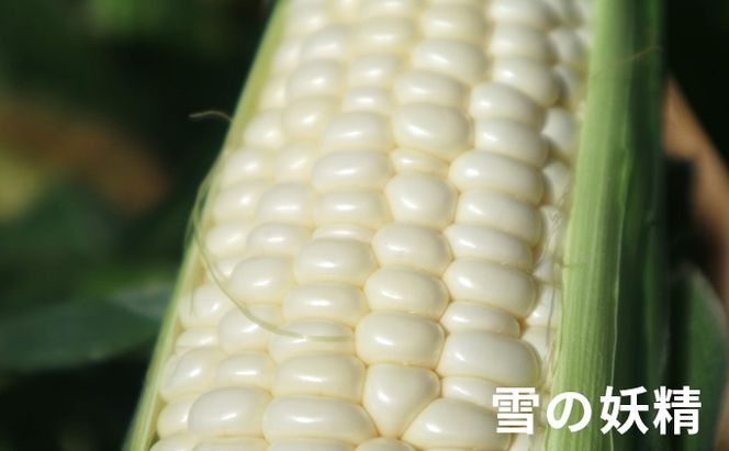 ＜2026年発送＞ 富良野産 “朝もぎ” ホワイトコーン「雪の妖精」10本 LLサイズ とうもろこし コーン