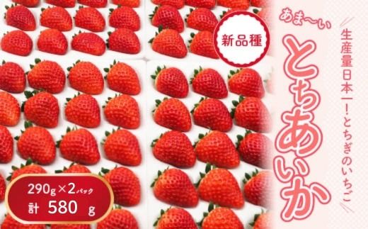 【先行予約】【数量限定】とちあいか 290g×2パック｜いちご イチゴ 苺 先行予約 栃木県 果物 くだもの フルーツ とちあいか 新鮮 贈答 ギフト 食べ比べ 真空パック ※2025年11月上旬頃より順次発送予定