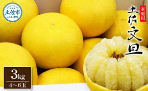 【先行予約】生産者直送 土佐文旦 約3kg [2L～4L] 家庭用 ＜2027年1月下旬より発送＞ 家庭用 文旦 柑橘 みかん フルーツ  果物  産地直送 お取り寄せ 人気  【土佐文旦産直協同組合】