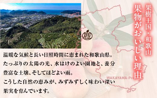 白桃 約1kg（4～5玉）和歌山県産 厳選 化粧箱入り ｜ 白鳳・清水白桃・川中島・もも・はくとう【化粧箱入り】