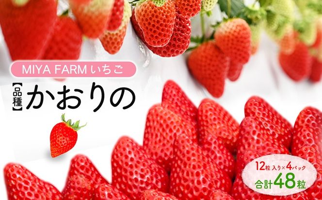 【先行予約】MIYAFARM いちご（品種：かおりの）12粒入り×4パック 合計 48粒 ※北海道・沖縄・離島への配送不可 ※2026年12月中旬～2027年5月下旬頃に順次発送予定