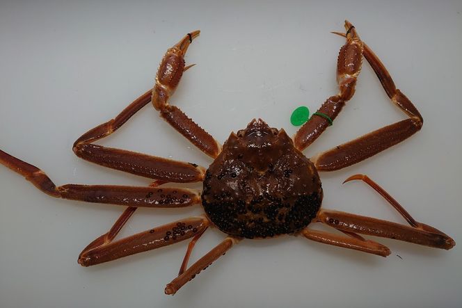 間人漁港仲買人の丸友鮮魚三代目・自慢の間人ガニ【活】生・訳アリ・間人ガニ（ズワイガニ　松葉ガニ）[600~800g×4匹]　MG00016