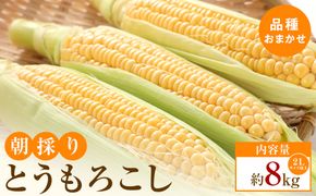【2026年6月上旬から順次発送】太物2Lサイズ以上　朝採り とうもろこし(品種おまかせ)約8kg 372013_T006-822J
