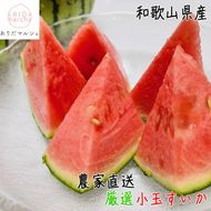 ［先行予約］厳選 小玉すいか Ｍサイズ／１玉入り［農家直送］［先行予約］［和歌山県産］［MS126］ 303446_XD90052