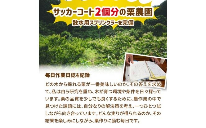 【R8年産】【先行受付】【数量限定】兵頭さん家の鬼北町産栗3kg ｜ 大粒 生栗 和栗 国産栗 地域限定 丹波栗 くり 栗 栗ご飯 生栗 果物 フルーツ 先行予約 数量限定 ※離島への配送不可 ※2026年9月上旬～10月下旬頃に順次発送予定