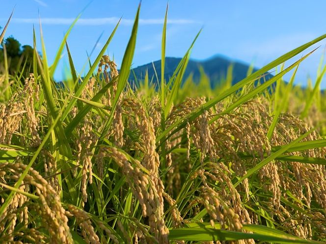 コシヒカリ 精米5kg 亀熊米 令和7年産 【茨城県共通返礼品　桜川市産】 ｜ 茨城県産 白米 米 コメ ※離島への配送不可