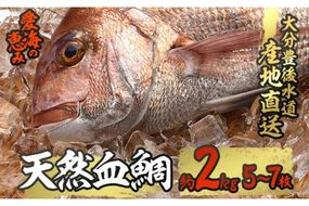 天然 血鯛 (約2kg・計5-7枚) 直送 産直 漁師 魚 鮮魚 天然 チダイ 鯛 白身魚 獲れたて 刺身 煮つけ 塩焼き 冷蔵 豊後水道 鮮魚 大分県 佐伯市 愛海の恵み【CS03】【 (有)丸昌水産】