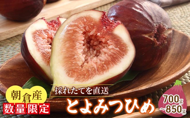 いちじく とよみつひめ 700g～850g 朝倉産 配送不可 北海道 東北 沖縄 離島 果物 フルーツ 上品な甘さ とろける 皮ごと 食べやすい 大粒 贈答品 