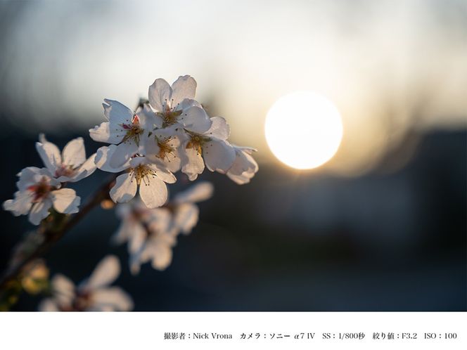 SIGMA 24-70mm F2.8 DG DN II  | Art【ソニーEマウント】