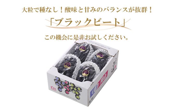 ぶどう 2026年 先行予約 ブラックビート 約2kg 3～6房 ブドウ 葡萄  岡山県産 国産 フルーツ 果物 ギフト 岡山のぶどう 岡山の果物 デザート 食後 種無し 大粒 甘味 酸味 バランス 
