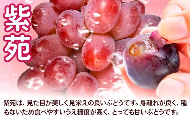 ぶどう 紫苑 しえん フルーツ 700g以上 1房 化粧箱入り 株式会社山博《2026年10月下旬-11月下旬頃出荷》岡山県 笠岡市 送料無料 ブドウ 果物 旬 国産 岡山県産【配送不可地域あり】---Y-31---