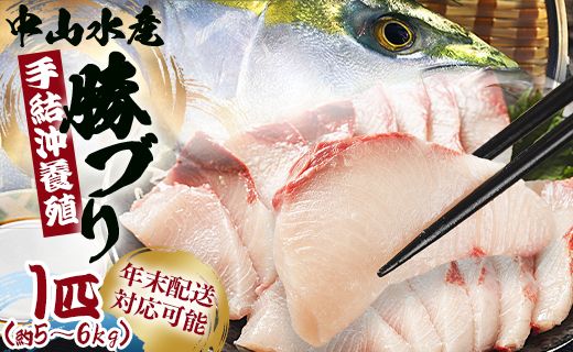 ブリ 1匹(5kg～6kg) 【配送日指定可能】 【期間限定】中山水産 手結沖養殖「勝ブリ」 ny-0014