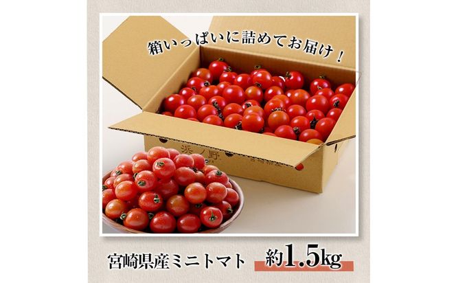 ＜先行予約受付中！2025年12月から順次発送予定＞＜期間限定＞ミニトマト(約1.5kg) 野菜 とまと フルーツトマト サマー千果 アイコ サラダ 【グーファーム】【GF-4】