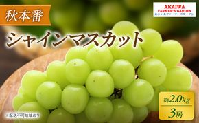 ぶどう 2026年 先行予約 シャインマスカット 約2.0kg 3房 秋本番 葡萄 岡山県 赤磐市産 フルーツ 果物 果物類