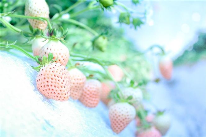【完熟クラフト苺BERRY】海外セレブ御用達【樹上完熟白いちご】淡雪（あわゆき）約500g（出荷2026年12月上旬～2027年5月下旬）【yuji0004】