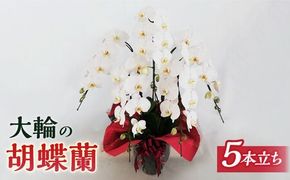 胡蝶蘭 大輪 白 ( 5本立 ) ( お祝い / 開店祝い / 就任祝い )《糸島》【はざま園芸】[AND002] 胡蝶蘭 お祝い ギフト 贈答 洋蘭 開店祝い 新店 祝い 白 5本