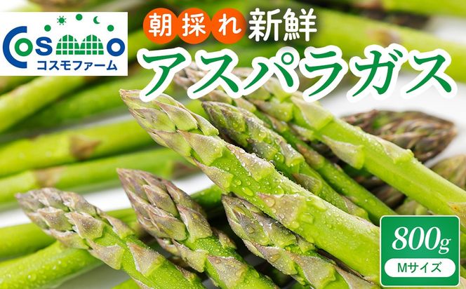 朝採り新鮮アスパラガス 800g【Mサイズ】 | 野菜 アスパラガス グリーンアスパラ 旬 とれたて 春野菜 春 朝採り 朝採れ とれたて 新鮮 みずみずしい サラダ 甘い お取り寄せ 産地直送 冷蔵 岐阜県 瑞穂市