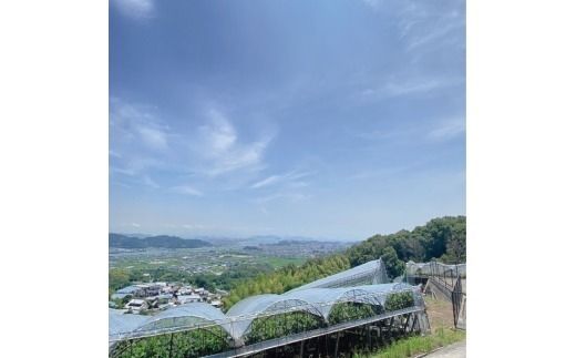 ぶどう 2026年 先行予約 9月・10月発送 シャインマスカット 晴王 1房 約750g ブドウ 葡萄 岡山県産 国産 フルーツ 果物 ギフト