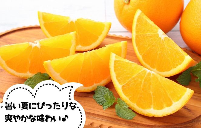 バレンシアオレンジ 国産 玉ぞろい 秀品 箱込 2.5kg (内容量 2.3kg ) 2L L M サイズのいずれか 和歌山県産 産地直送【みかんの会】  AX406