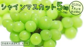 シャインマスカット 5kg (7～9房)【2025年7月上旬発送開始】(茨城県共通返礼品：大子町)  ぶどう 葡萄 ブドウ マスカット フルーツ 果物 贈答用 ギフト 贈り物
