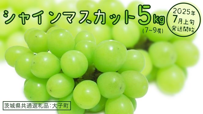 y錧vszVC}XJbg 5kg (7`9[)y2025N7{Jnz(錧ʕԗiFq)  Ԃǂ  uhE }XJbg t[c ʕ p Mtg 蕨