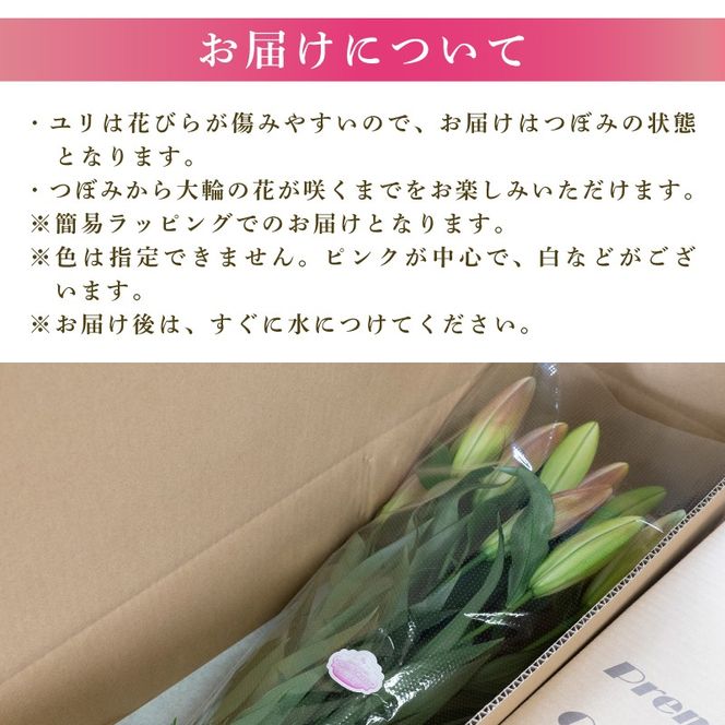 定期便10回 ユリ オリエンタルリリー 3本 花 切り花 プレゼント 贈り物 ギフト 誕生日 記念日 つぼみ 大輪 ピンク 白 香り 優雅 華麗 ブーケ フラワーアレンジメント 観賞用 インテリア 季節の花 高級感 花束 生花 福田園芸 オリエンタルハイブリッド 安芸市 高知県