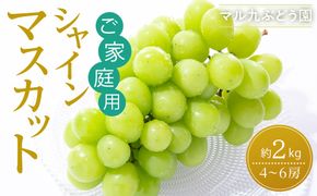 【2026年度_先行予約】【ご家庭用】シャインマスカット 約2kg〔2026年8月中旬より順次発送〕 232238_CR06