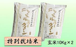 【令和7年産】特別栽培米 20kg【玄米】（ミルキークイーン）