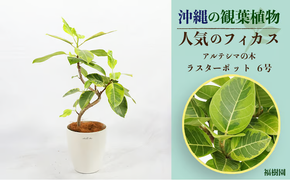 沖縄の観葉植物 人気のフィカス アルテシマ6号 ラスターポット