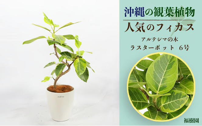 沖縄の観葉植物 人気のフィカス アルテシマ6号 ラスターポット