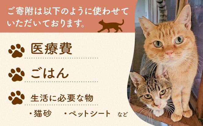 【返礼品なし】保護猫支援寄附 一般社団法人オープンセサミアライブ 熊本県 南阿蘇村 保護猫 支援 猫 ネコ ねこ 生活支援 動物愛護 保護 返礼品なし 寄附 牧場 オープンセサミ アニマルサンクチュアリ---sms_opnekosien_r7_5000---