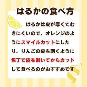 【先行予約】 訳あり はるか 10kg なくなり次第終了 柑橘 かんきつ 期間限定 みかん 蜜柑 冬 糖度 みかん職人武田屋 愛媛 愛南